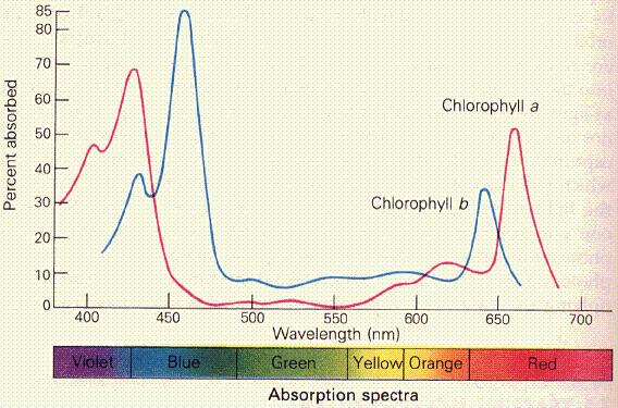 chlorophyll.jpg